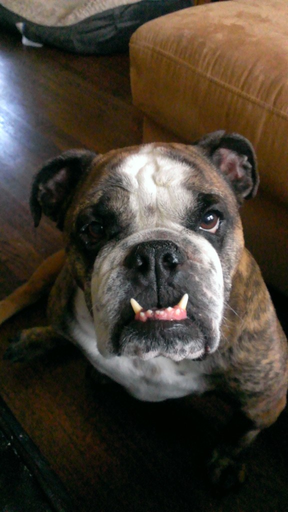 Buster the English bulldog